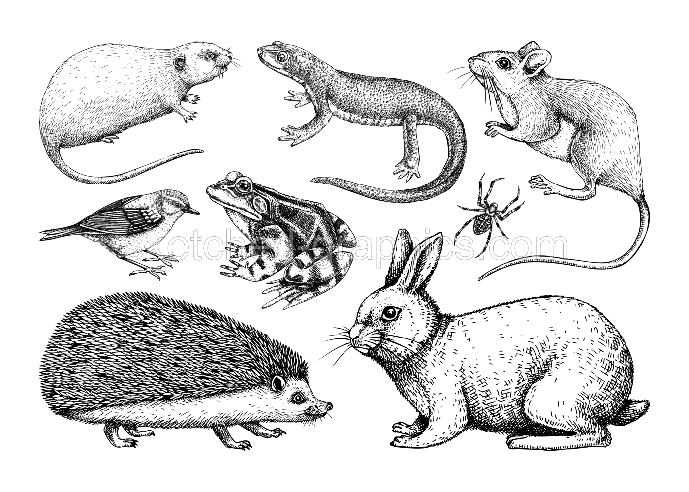 Forest animals vector illustrations in sketch style. Hand drawn wildlife sketches collection. Small animals drawings isolated on white background. Cute characters. Nature black outlines  Illustration